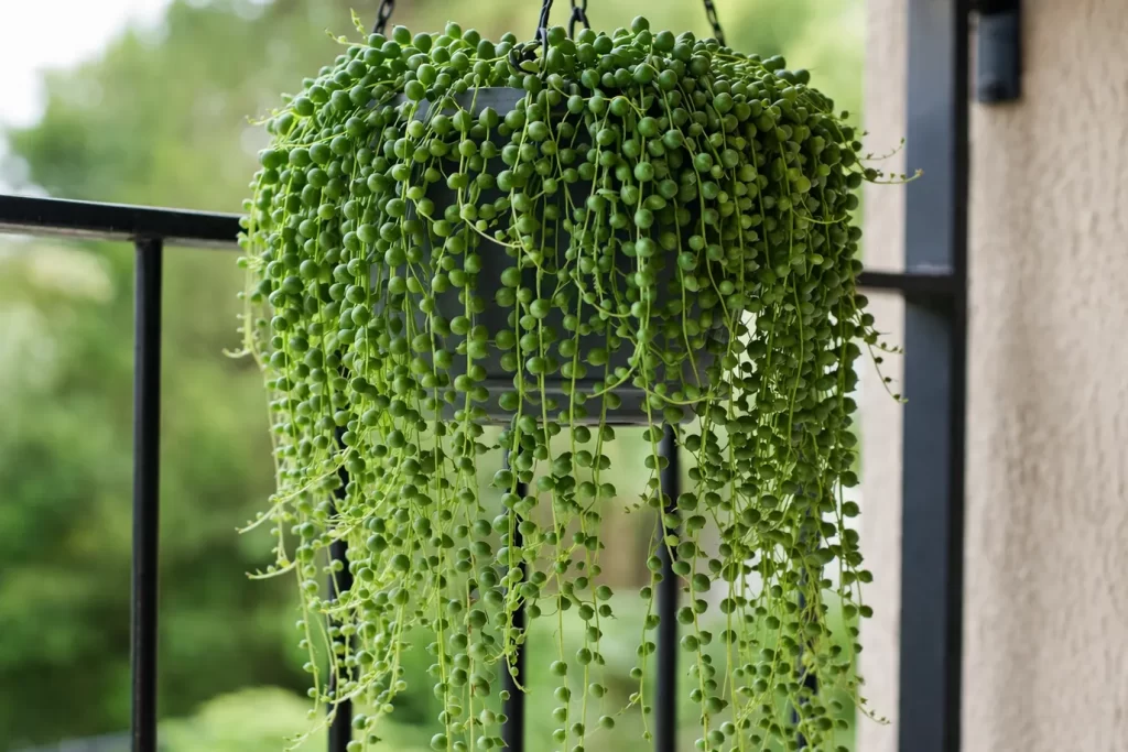 Een groene hangplant met lange, sierlijke ranken die het balkon een frisse en natuurlijke uitstraling geeft.