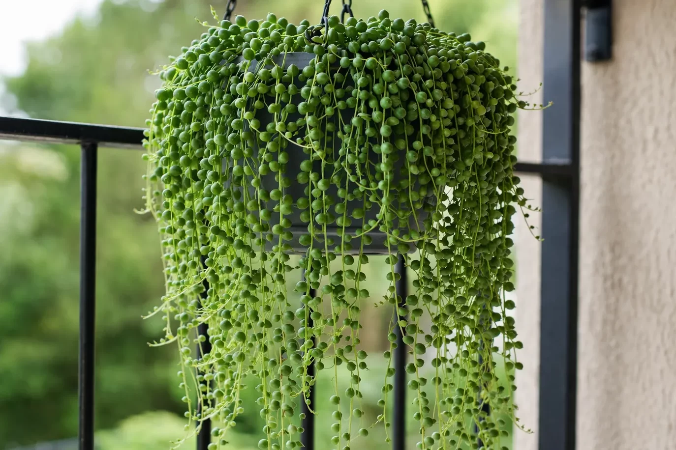 Een groene hangplant met lange, sierlijke ranken die het balkon een frisse en natuurlijke uitstraling geeft.
